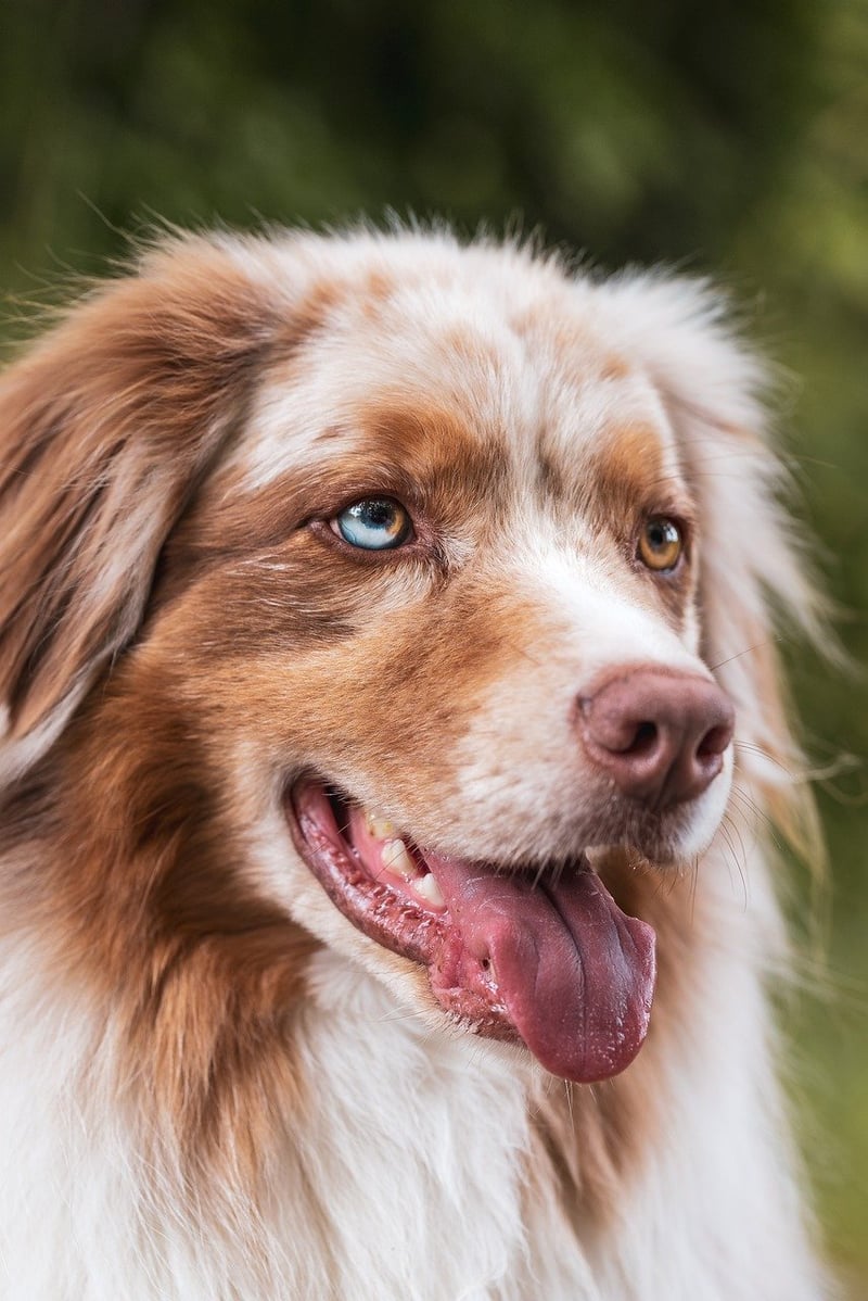 Pet-Friendly Choices