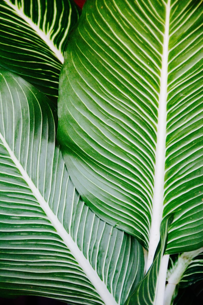 Areca Palm