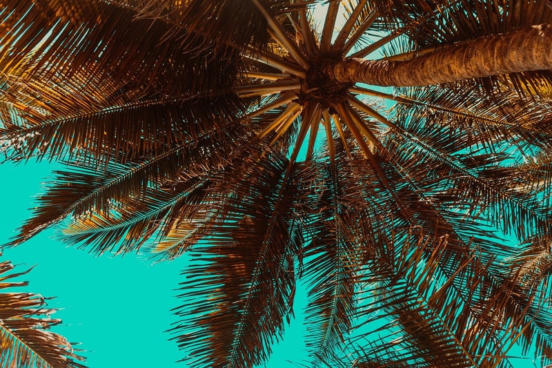 Parlor Palm